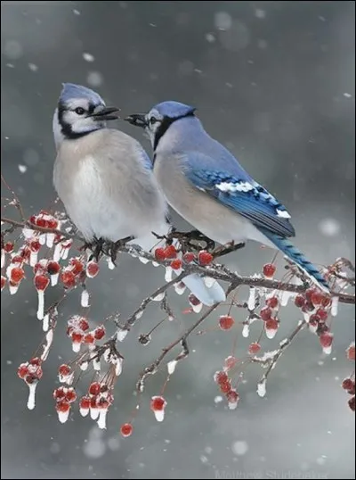 Dans les années 60, qui chantait "J'entends les oiseaux qui chantent, à la ferme du bonheur" ?