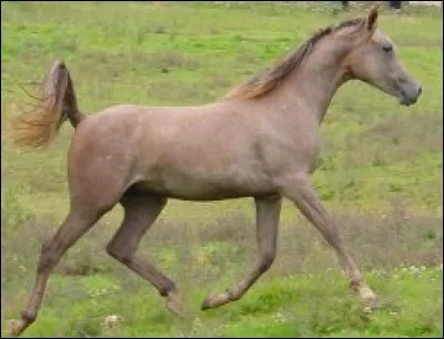 Quelle est la robe de ce cheval ?