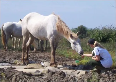 Quelle est la race de ce cheval ?
