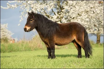 Quelle est la race de ce poney ?