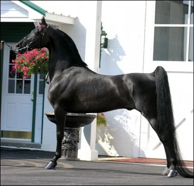 Quelle est la race de ce cheval ?