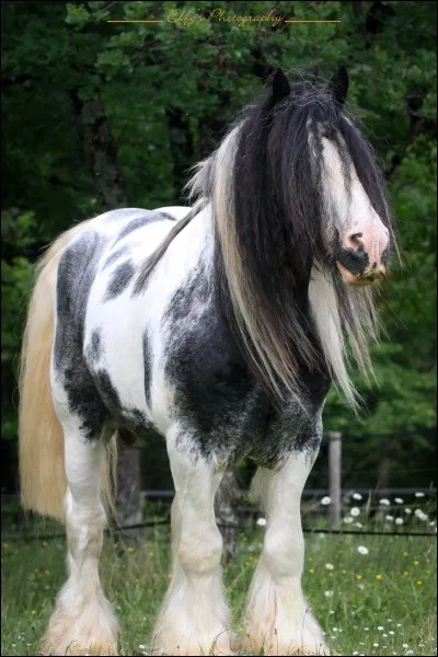 Quelle est la race de ce cheval ?