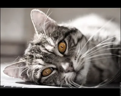 Comment les yeux des filles étaient-ils ?