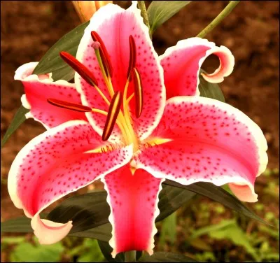 Laquelle de ces fleurs se trouve dans la vallée ?