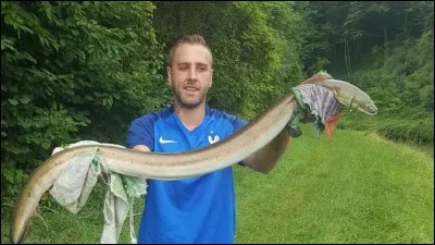 L'anguille est en dessous lorsque quelque chose nous est caché.