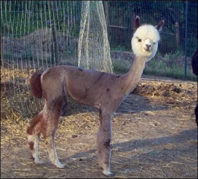 Quel message typique votre ami totalement bourré vous enverra-t-il s'il désire que vous le rejoigniez ?