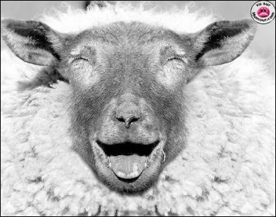 Quelle est l'importance de la subjectivité dans ce quizz ?