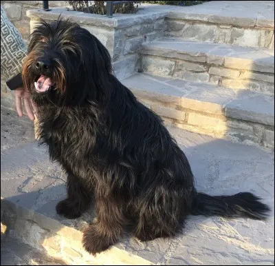 Quelle est cette race de chien ?