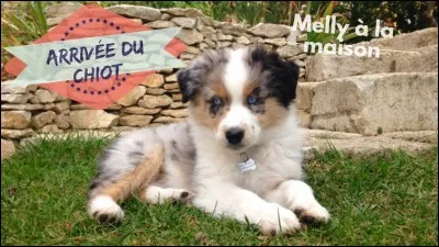 Comment s'appelle leur chienne ?