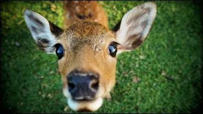 Qu'avait le premier animal vu sur Terre apr&egrave;s leur atterrissage ?