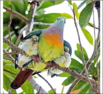 Plante des bois humides, ses baies sont bleuâtres, on l'appelle aussi raisin-de-renard !