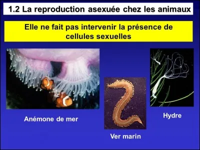 Petit panier doublé de toile, où les boulangers mettent la pâte nécessaire pour confectionner le pain !