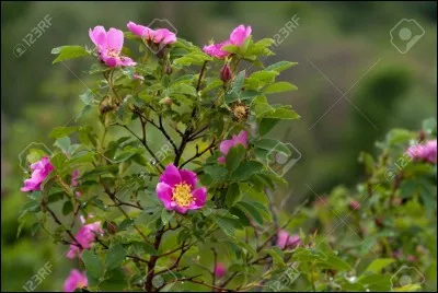 Quel est le nom d'Aile de Bruyère dans la version originale ?