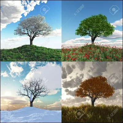 Quelle saison es-tu ?