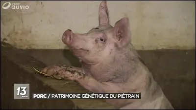 Chez les musulmans, lequel de ces aliments est accepté ?