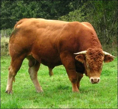 Quel animal est considéré comme sacré dans l'hindouisme ?