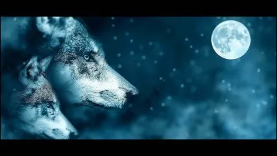 Qui veut rendre les loups humains ?