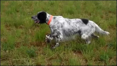 Quel est le nom de ce chien ?