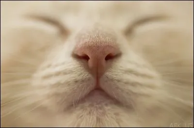 Comment cela s'appelle-t-il ?