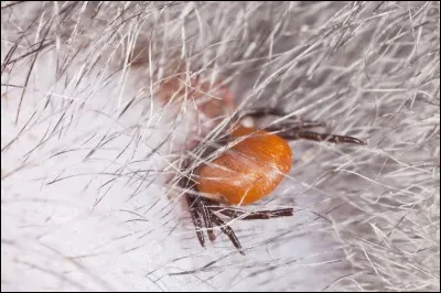 Comment s'appelle ce parasite qu'ont souvent les chats ?