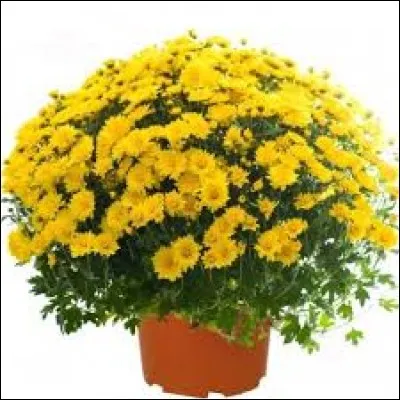 Chrysanthème est un mot ...