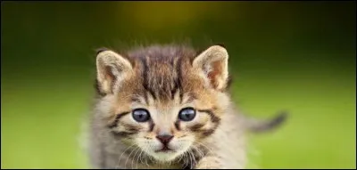 Ton ami a une compagne qui vient d'un autre clan.