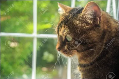 Tu rencontres un chat domestique, tu...