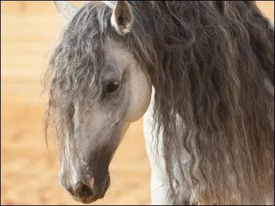 Les andalous sont bons en...