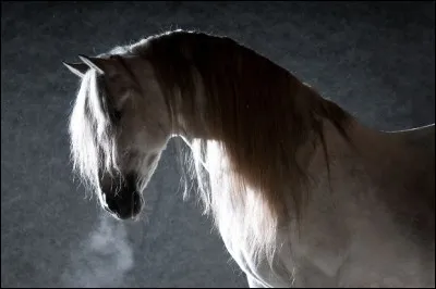 L'andalou fait entre... et ... mètre.