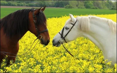 L'andalou se trouve dans le monde entier.