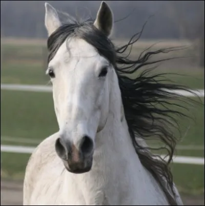 L'andalou est aussi considéré comme un poney.