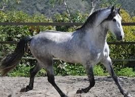 Quiz Chevaux