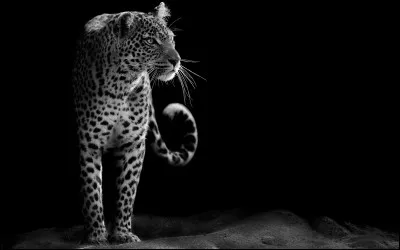 Le léopard, comme tout prédateur, a des ennemis ! Malheureusement comme tous ses magnifiques cousins félins, l'homme a décidé de faire de lui un trophée ! Quel est son statut de conservation ?