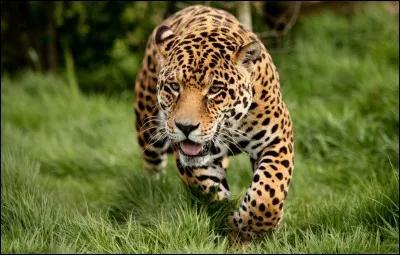 Maintenant que tu es un expert en félin, dis-moi quelle est cette espèce de léopard ?