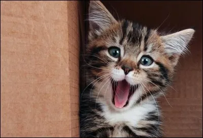 Conjugue avec les chats le verbe "miauler" au singulier et au passé composé.