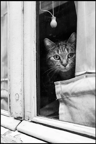Conjugue avec les chats le verbe "guetter" au pluriel et à l'imparfait.