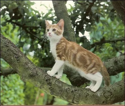 Conjugue avec les chats le verbe "grimper" au pluriel et au futur.