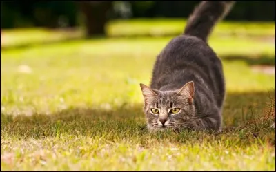 Conjugue avec les chats le verbe "chasser" au singulier et à l'imparfait. Voyons si tu es un bon chasseur !