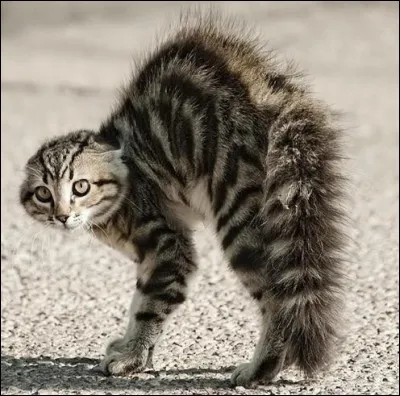 Conjugue avec les chats le verbe "se hérisser" au pluriel et au futur.