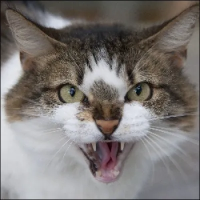 Conjugue avec les chats le verbe "feuler" au singulier, pluriel et à l'imparfait.