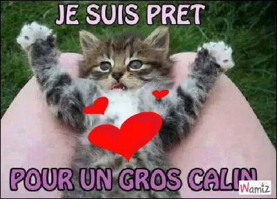 Conjugue avec les chats le verbe "câliner" au passé simple et au singulier.