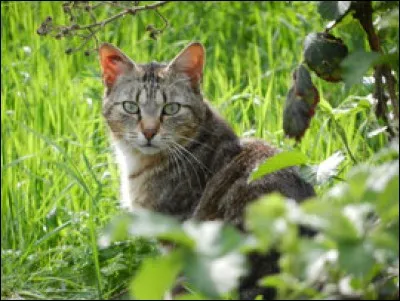 Conjugue avec les chats le verbe "fuir" au pluriel, singulier et au futur.