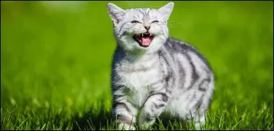Conjugue avec les chats le verbe "haleter" au pluriel, singulier et à l'imparfait.