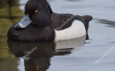 Quiz Canards
