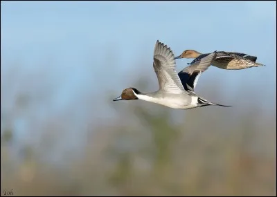 Quelle est la race de ce canard ?