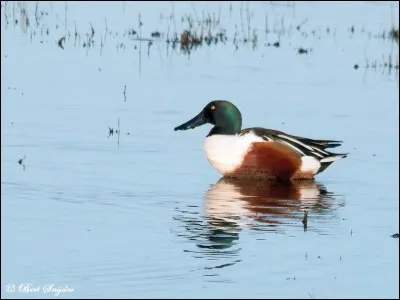 Quelle est la race de ce canard ?