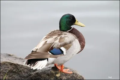 À partir de quel âge les petits de cette espèce volent-ils ?
