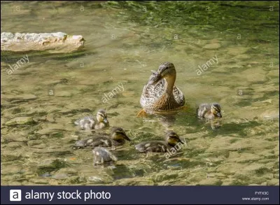 Quel mot qualifie les petits de cette espèce ?