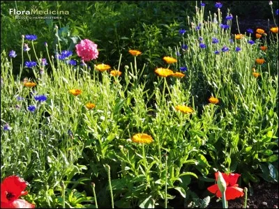 Pourquoi doit-elle devenir guérisseuse ?