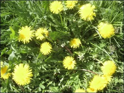 Qui est le second mentor de Croc Jaune ?